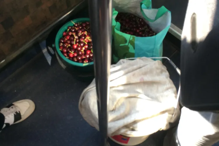 Romii din Iris fură toate cireșele din livada Steluța! Un clujean i-a fotografiat cu gălețile în autobuz - FOTO