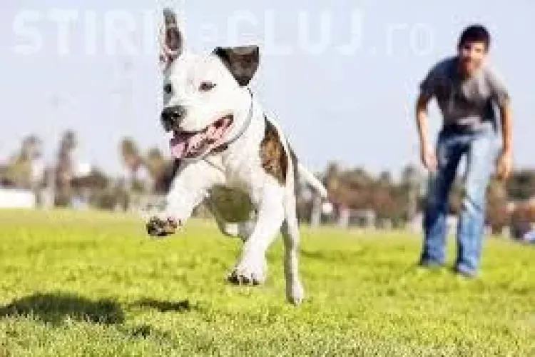 Boc a RENUȚAT! DECIZIE SURPRIZĂ în privința AMENDĂRII clujenilor care își strigă animalele sub geamul vecinilor