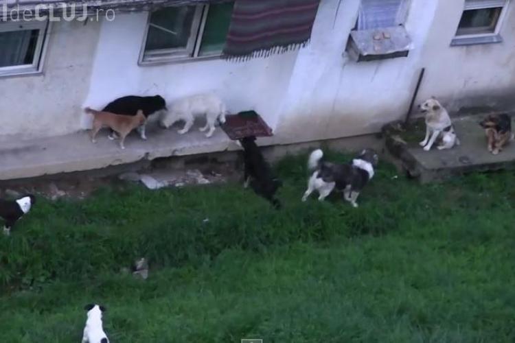 Haite de câini fioroși la Dej: ”Umblă câte 11. Ne e și frică să ieșim din scara blocului!” - VIDEO