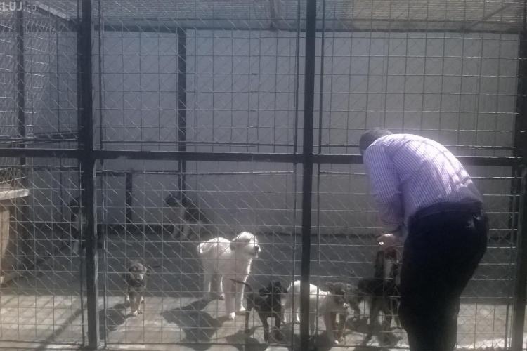 Niciun câine eutanasiat în Cluj de la începutul anului. Vezi câți căței au adoptat clujenii