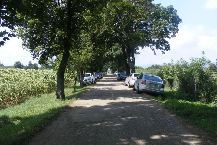 Tragedie în Cluj la comemorarea lui Mihai Viteazu. 13 persoane au ajuns la spital după ce au fost atacate de viespi