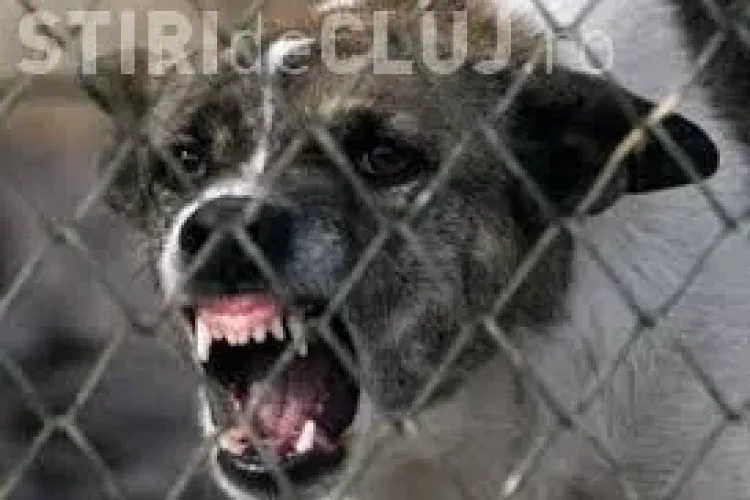 Fetiță de un an și opt luni a fost mușcată de câine la Dej, sub ochii mamei