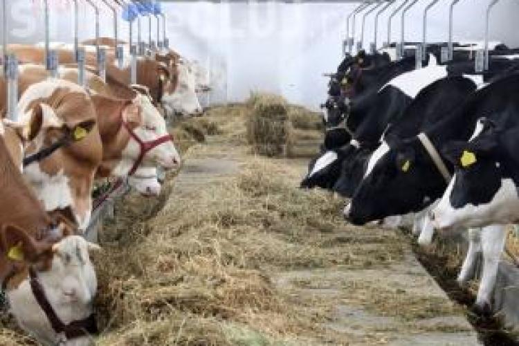 După cazul de boala vacii nebune de la Cluj, Arabia Saudită a interzis importul de bovine din România