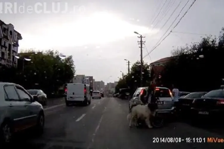 Nereguli în traficul clujean: Câine tras de bicicletă pe contrasens, pieton aproape lovit și selfie-uri la volan VIDEO