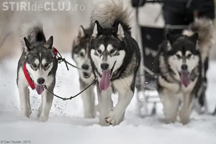 Cupa Clujului pentru atelaje canine are loc în Parcul Central