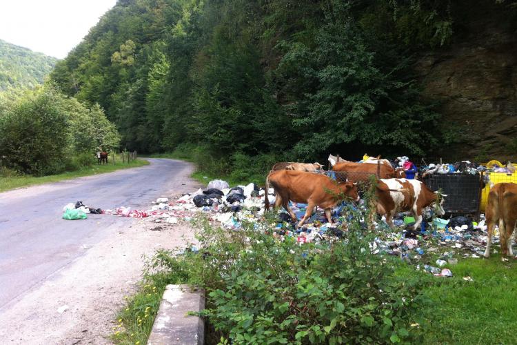 Vacile de la Mărișel mănâncă de la groapa de gunoi - FOTO