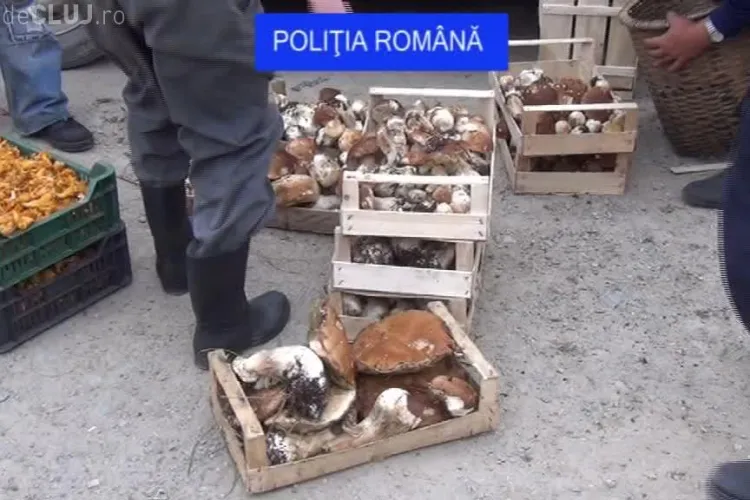 O tonă de ciuperci și fructe de pădure, confiscate de polițiștii clujeni de la oamenii din Măguri-Răcătău, Mărişel şi Beliş