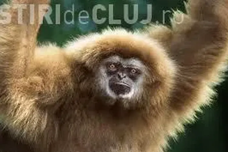 Rezultat de excepție pentru cercetătorii din UBB Cluj. Totul a fost publicat în revista Nature