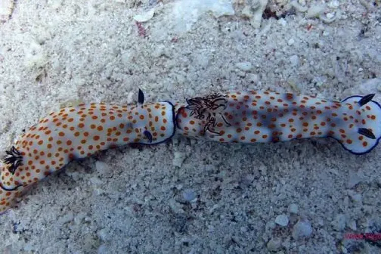 Super ofertă in Egipt cu zbor din Cluj!  Mergi la scufundări in Sharm El Sheikh, cu prețuri de la 279 euro+taxe (P)