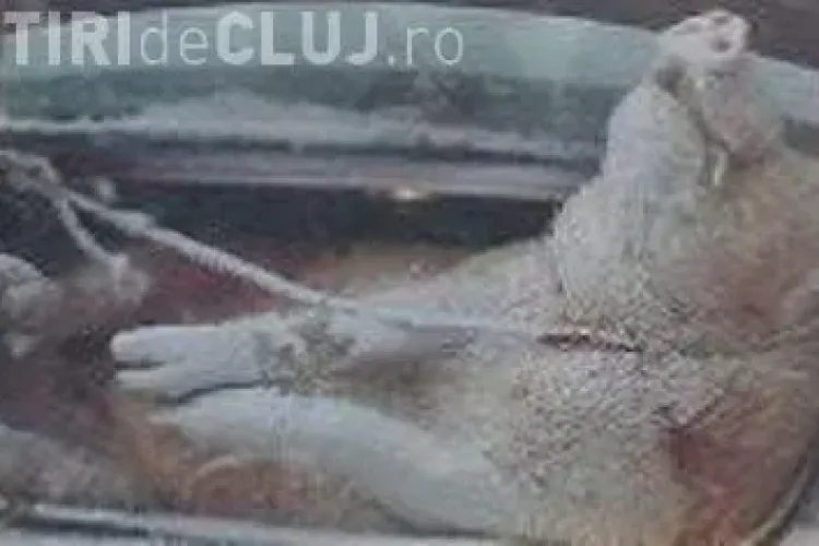 Polițiștii clujeni, ȘOCAȚI de ce au găsit în portbagajul unei mașini! A luat-o la fugă când a văzut uniformele