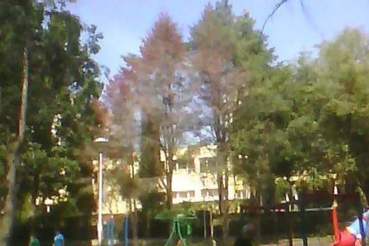 Parcul Detunata lăsat de izbeliște de municipalitate? E plin de brazi uscați FOTO