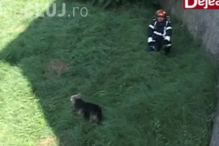 Pompieri chemți să salveze un câine la Dej. Patrupedul le-a dat de furcă VIDEO