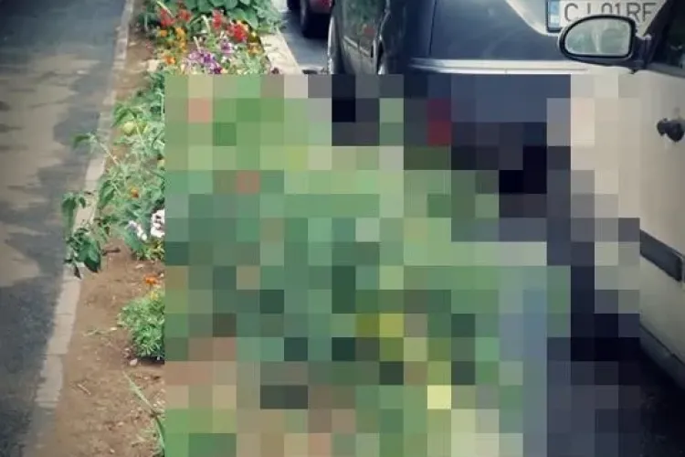 Mănășturul fomiștilor! Au plantat legume în loc de flori în fața blocului - FOTO