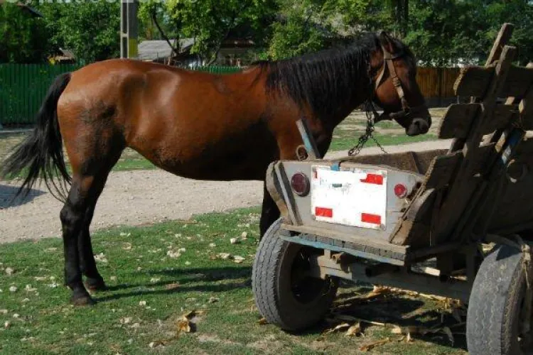 Bărbat reținut de polițiștii clujeni după ce a furat un cal și o căruță