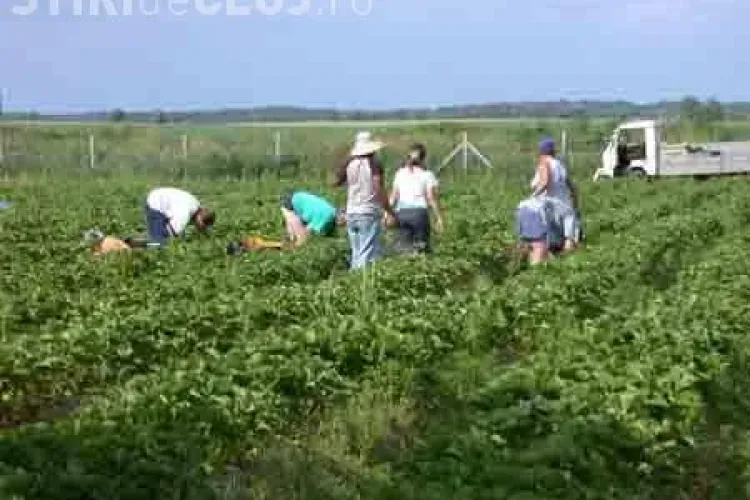 Capsunarii razbunati! Un patron din Franta a fost condamnat la un an de inchisoare pentru ca-si exploata angajatii romani!
