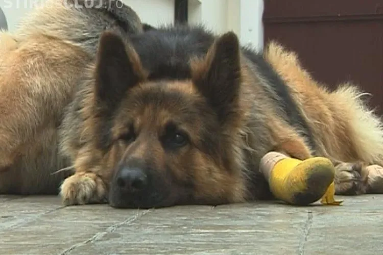 Cainele lui Vantu, impuscat in timpul perchezitiei, aparat de asociatiile "Cutu,cutu" si "Doggie-Dog": Depunem plangere penala