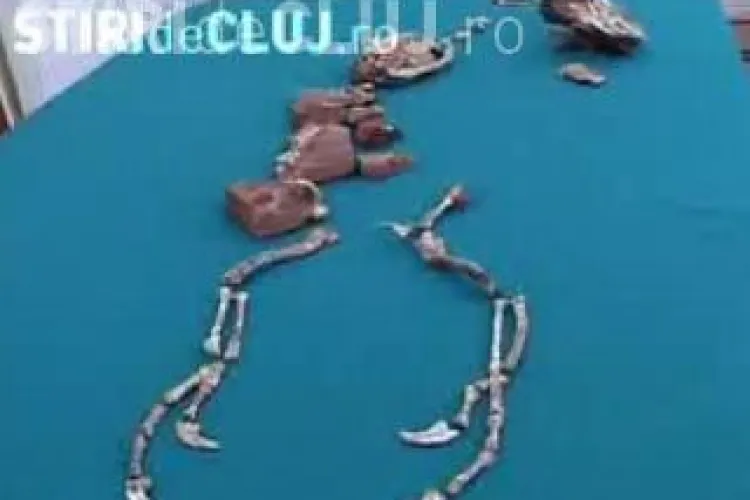 Scheletul Balaurului Bondoc, descoperit de clujeanul Matei Vremir, costa peste 100.000 de euro