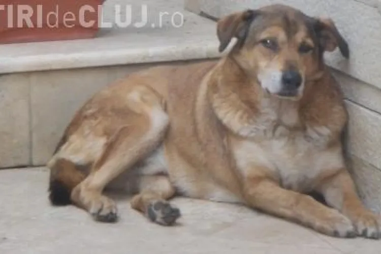 Nastase era sa isi piarda maidanezul, salvat de "hingherul" Basescu. Caine a fugit de acasa in curtea TVR