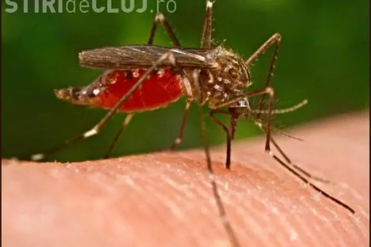 O noua infectie cu West Nile, raportata la Cluj