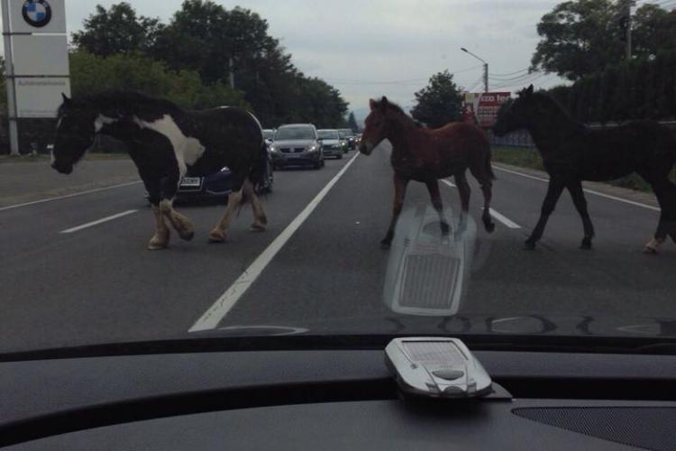 În Florești ești ca la SAT! Caii umblă pe drumul național printre mașini - FOTO