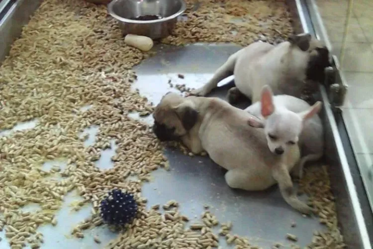 Căței chinuiți în acvarii la Cluj. Ce se poate face? - FOTO