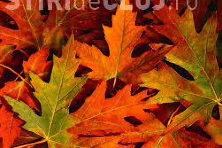 Peisaj de toamnă din Trasilvania, inclus într-un top mondial! Îți taie respirația - FOTO