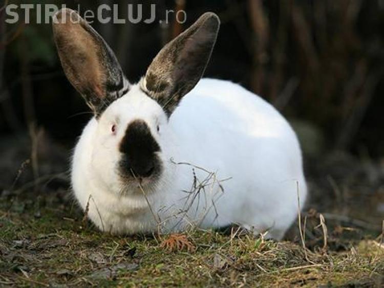 colibă ​​de iepuri elvețiană anti-îmbătrânire)
