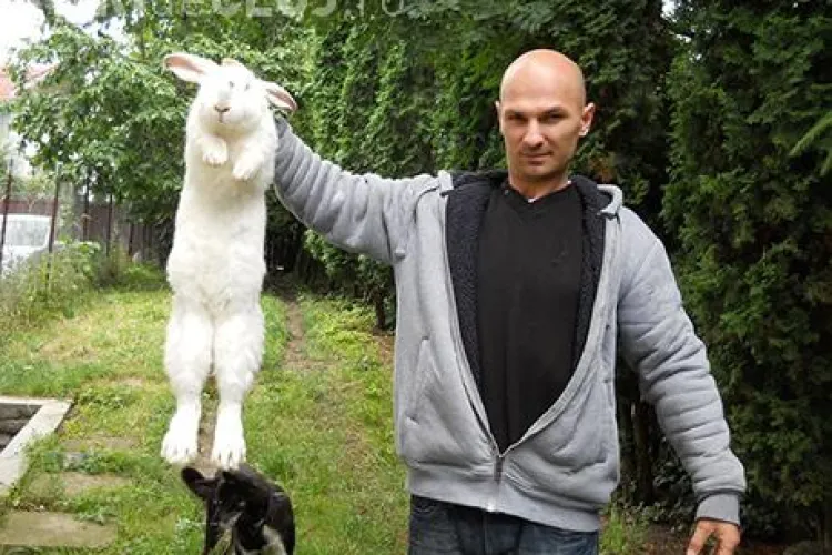 Iepurele URIAȘ de Transilvania a fost creat de un genetician clujean