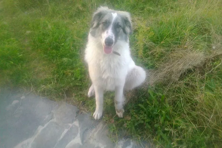 S-a pierdut un câine ciobănesc blând și prietenos pe malul Someșului. Se caută stăpân!- FOTO