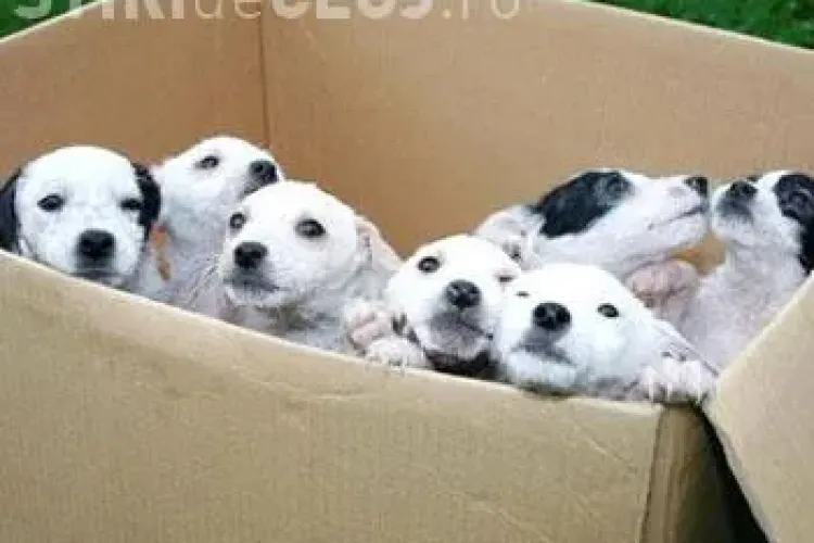 Inspectorii Sanitar Veterinari nu au aplicat nicio amendă în ȘASE ANI pentru abandonul cainilor pe spatiul public