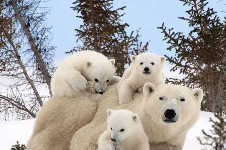Portretele ”de familie” ale animalelor care au cucerit internetul GALERIE FOTO