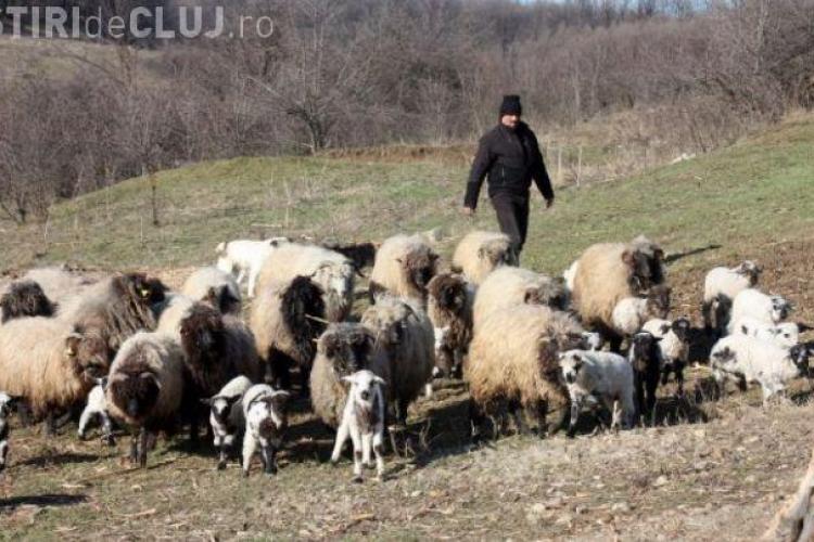 Un vânător din Cluj a ÎMPUȘCAT trei câini de la o stână din Săvădisla