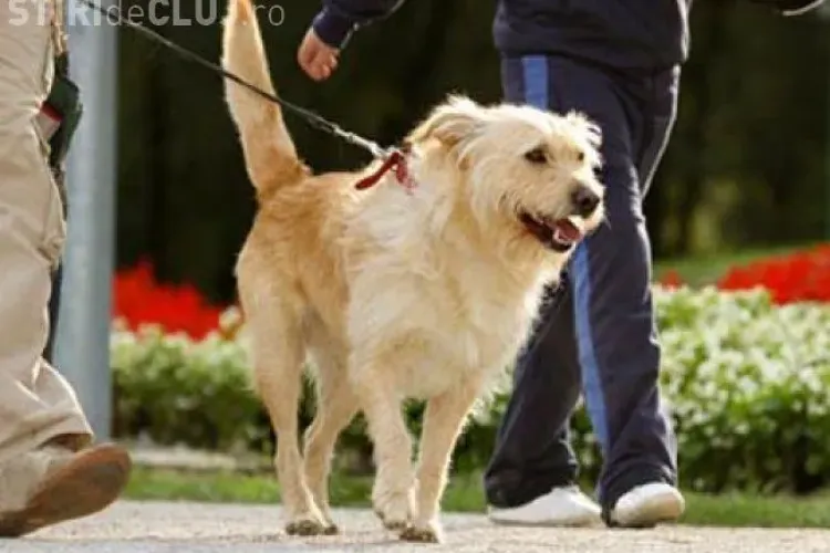 Clujean executat silit pentru că își plimba câinele: N-am avut 5 lei de șpagă