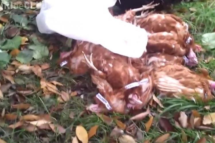 Sediul ACL atacat cu găini moarte: Păsările aveau bileţele la gât pe care scrie ”Eu sunt Iohannis”, ”Mi-e frică de dezbatere” - VIDEO