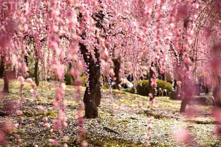 500 de cireși japonezi vor fi plantați în Parcul Central