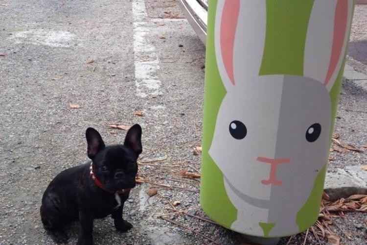 El e cel mai POPULAR câine din Cluj. Are cont pe Instagram - FOTO și VIDEO