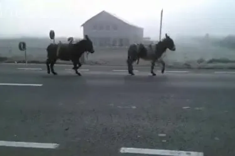 Șoferii clujeni, nevoiți să împartă șoseaua cu doi măgari la Cuzdrioara VIDEO