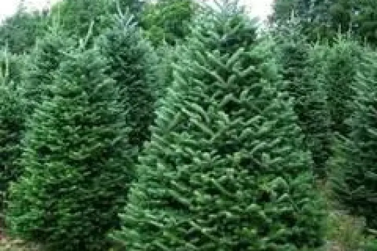 Defrișările ilegale sunt în toi la Cluj. Polițiștii au confiscat peste 300 de brazi în doar 2 zile