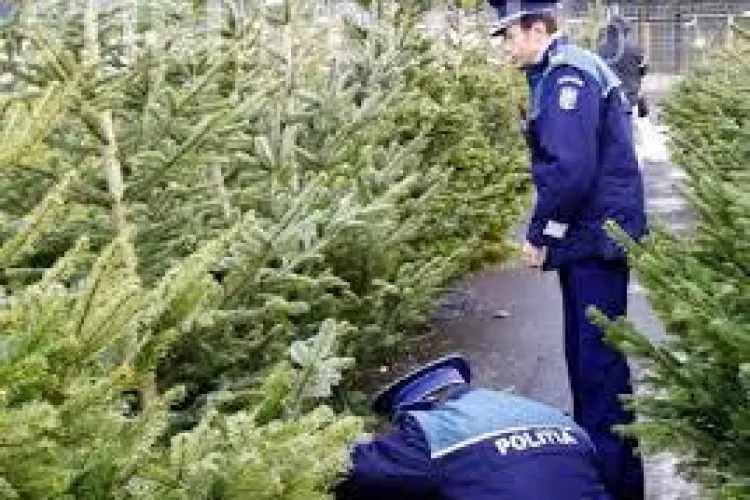 Pomi de Crăciun în valoare de 7.000 de lei, confiscați la Cluj