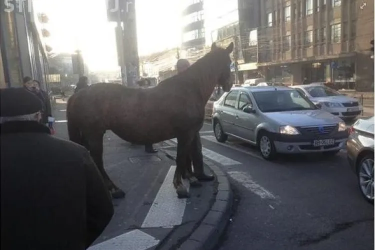 Ferma de animale din centrul Clujului! După ce au plimbat porcul pe Barițiu, acum plimbă calul - FOTO