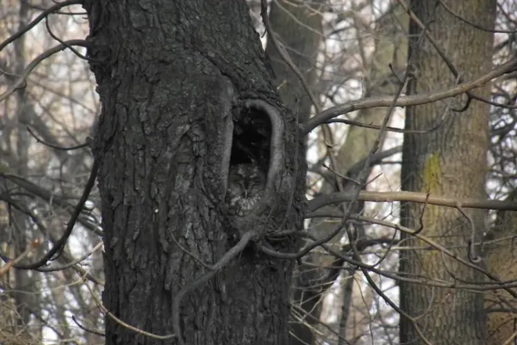 În pădurile din jurul Clujului sunt amplasate 50 de cuiburi artificiale pentru bufnițe - FOTO