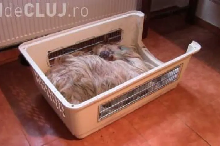 O capră din Dej lovită de o mașină a fost ”internată” la adăpostul de câini - FOTO