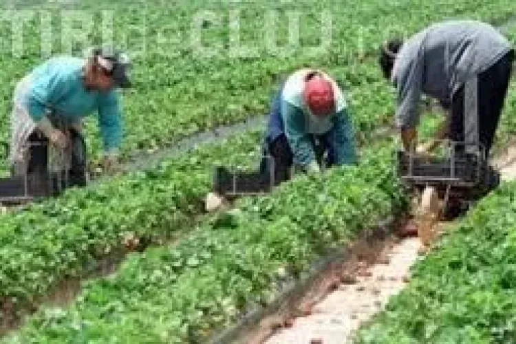 Cluj - Dosar penal pentru o femeie care a înșelat zeci de persoane cu locuri de muncă în Italia