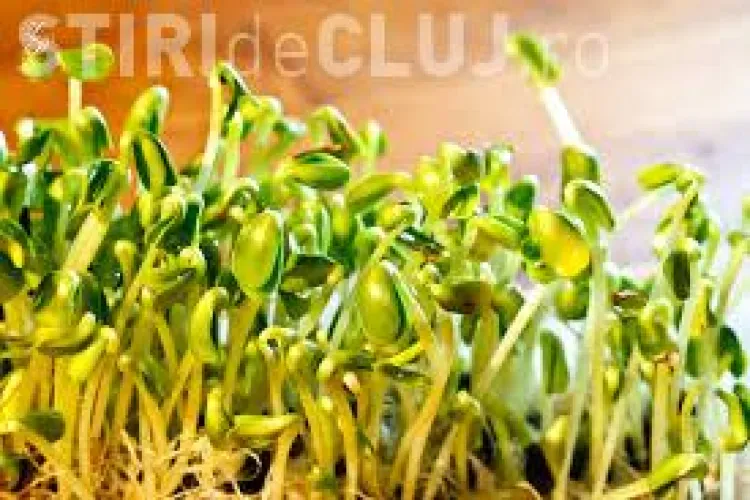 Germenii fac minuni pentru sănătate