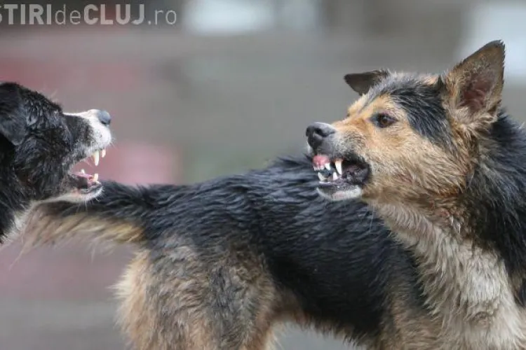 Clujean mușcat de câini în centrul orașului! Pe cine ACUZĂ acum