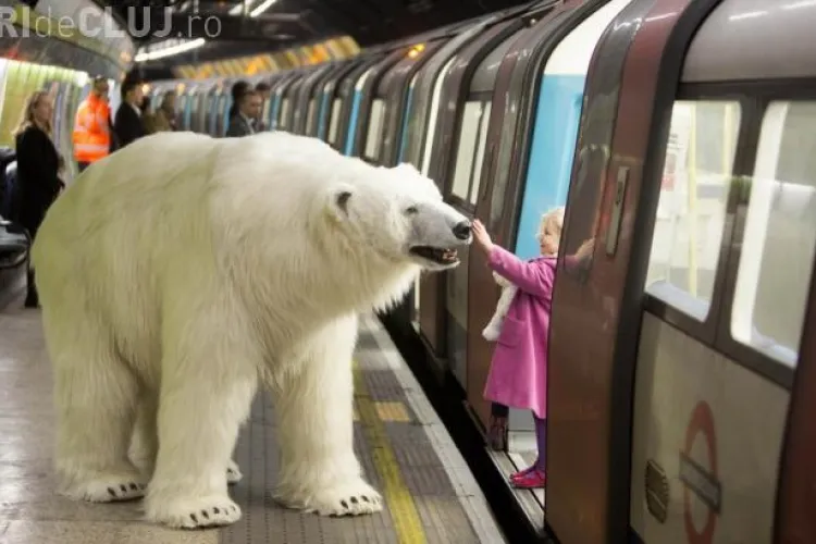 Un urs polar a apărut la metrou! - FOTO