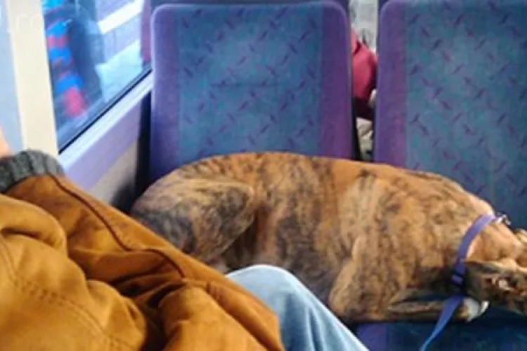 Propunere la Cluj: Câinii cu stăpân să circule cu autobuzul 