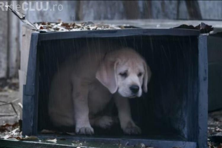 ”Lost dog” (Cățelul pierdut) este clipul care a cucerit Internetul și pe spectatorii de la finala Super Bowl - VIDEO