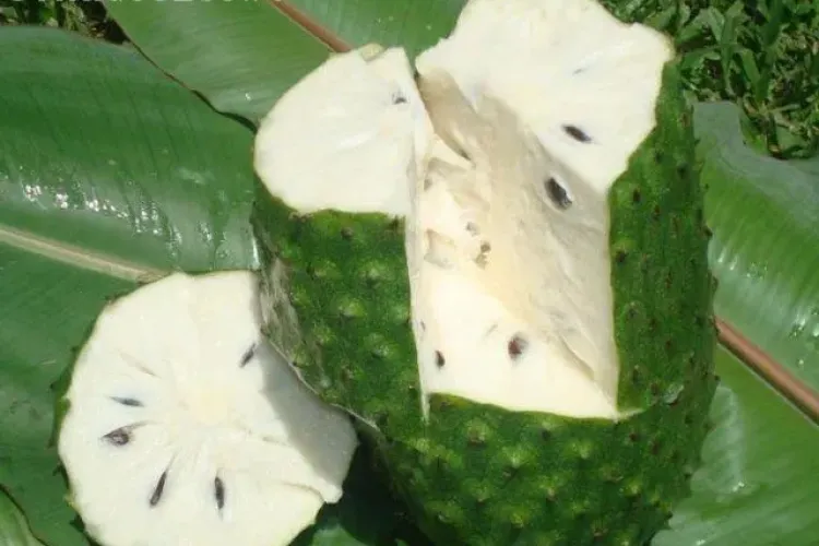 SOURSOP: Fructul MAGIC. E mai puternic de 10.000 de ori decat chimioterapia