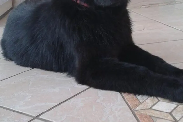 Cluj - Să ajutăm la găsirea stăpânilor acestei cățelușe - FOTO